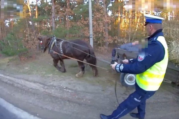Może być zdjęciem przedstawiającym 1 osoba i koń