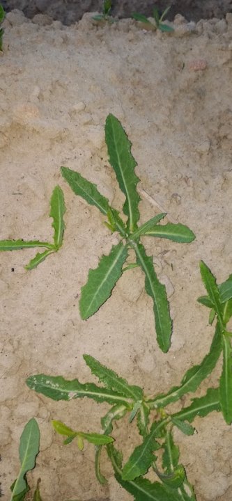 dDBJyrChtJFBUMEsxKiwREKUA2FGbFrlOhVcyI_5SBIlsuQM99KuWg0rzFkVwf0wVa3gvwIoZ3SL5O4B6MVwiYyFTJFU5c3qB29CKONwGlTANW4img2_VTskKH1LuotKtaaAKDEY9WpWS_RLvVBQuuVLs3uuPN0AA6VTjkKt5fHMhXUdQEuF1qIuw2VJdd23BPmUiOpOz-RK6e11OF0mOmAzMcezCSzxzBav9WX3HZfIJqKDz2RJag9m7KmQ3R7Tp-e70jrb_dDppo1yiZqsHO3sXjZAZl7RdqXfyM55gjB26Bk7pCmGNRccJd174w3HBvVDCewTzIxhG-Yk81W4owrf7vxYcRVMTBJirHPXv8Bcjoyg-yMQXEXpU7u4vl8EPaaI42B-l5W-LfKk8knt1HZP8jhvwZ10owedd-5aoMeMLod1974kymZHhKdGFN6a7y5rHcj5DiW6iItg_6kCPBOkQAiY2uBbouuia9Ir4OkhY4sGTv6Fxo5EzDm1cfAoB4M3oDvVTqQLrcRDSQGXCUpg2j3jvzzWa1tLQd7D2706YOVCWgjjTOgaphM4hJsG-7HX25N_mPYQwOuWLWRz1p0I9oHcj_TZPoLbBCRPlICcLjM5iErPDEhBXKPwFXq-QHnOCZ9kSViogzk4D_FIY8YxHpb2yvG38WDfnqrsgrMDRgft_3Zuv2-XrIVxKqrd3yYU7wMkm_SA10LfMn6uq38eCnCq0xxehSXl4XMeXBXcRti_zFFTQrdFOW7XT2K6E_nqr4ne75mGdIjXg6ak8ugKQuX5IYdaj_7JtnM7rcMNho4PvpBzUB9Imvoi4IKuaRL5zipH-LUcxz1P4rApUwjklVmM4Yf82WoQNWxikigz6N9QSTVUEPVLIARtgMuzewbyuHXn72r_Ddg6VOqCsyrDh4gxguxwBPiFk4v1p9rR0AGd=w401-h868-s-no?authuser=0