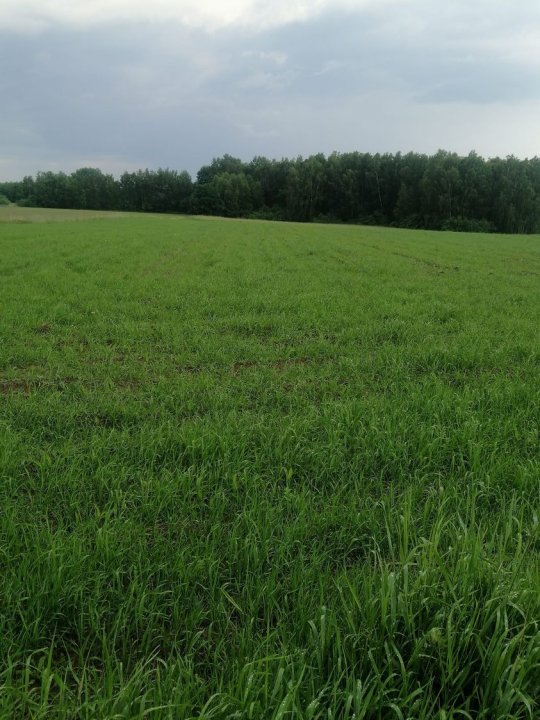 Może być zdjęciem przedstawiającym trawa, drzewo i przyroda