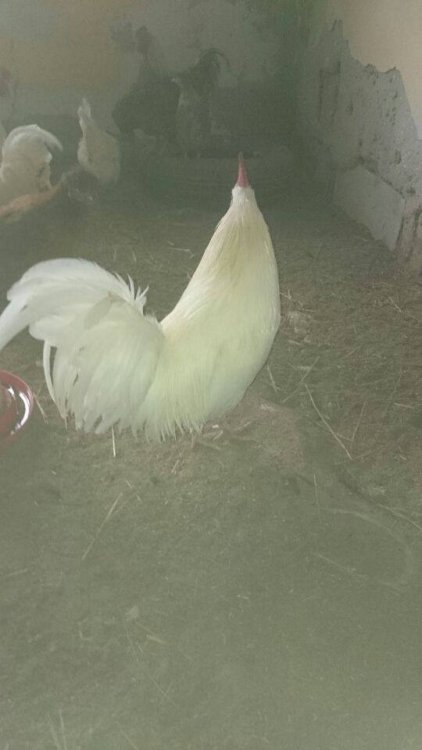 Obraz moÅ¼e zawieraÄ: ptak