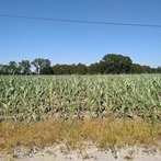 Susza 2020. Polsce grozi największa susza od 50 lat! Które regiony są najbardziej narażone? Polskie gospodarstwa mogą liczyć na pomoc?