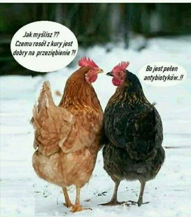Może być zdjęciem przedstawiającym tekst „Jak myślisz ?? Czemu rosół zkury jest dobry na przeziębienie ?! Bo jest pełen antybiotyków...!! bioty anty”