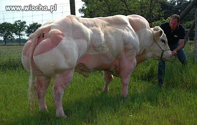 Znalezione obrazy dla zapytania byk bbb