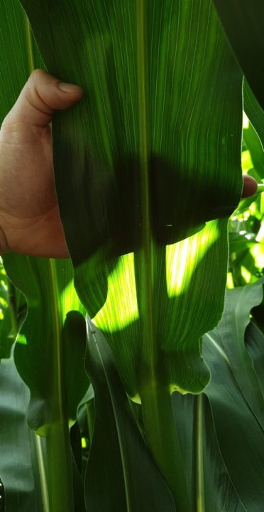 109711081_225299145226616_76584449806497