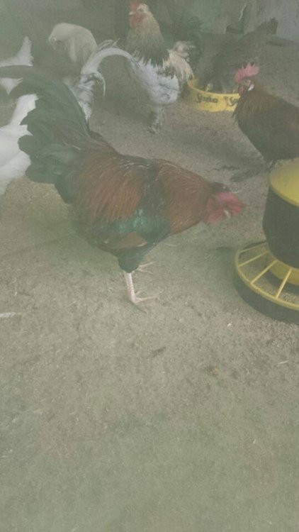 Obraz moÅ¼e zawieraÄ: ptak