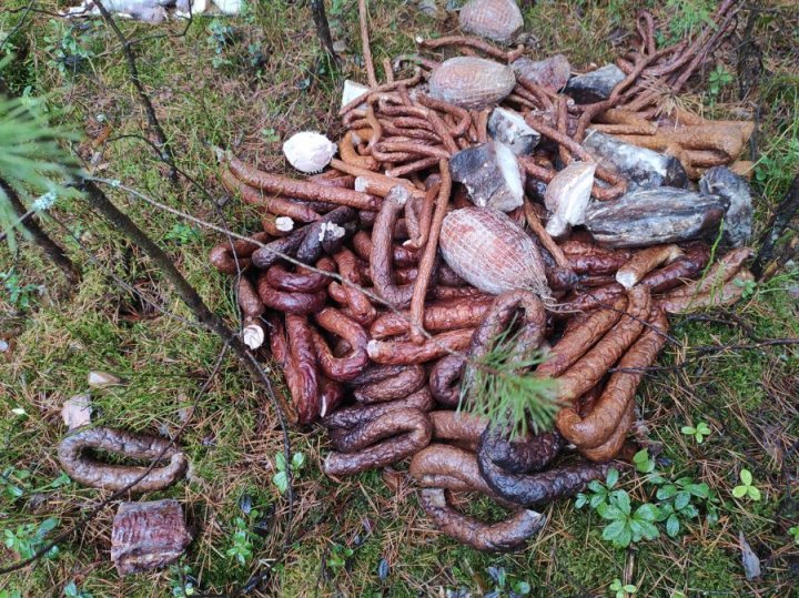 <span>BIŁGORAJ: </span> Gnijące wędliny wyrzucone do lasu. Kto to zrobił?