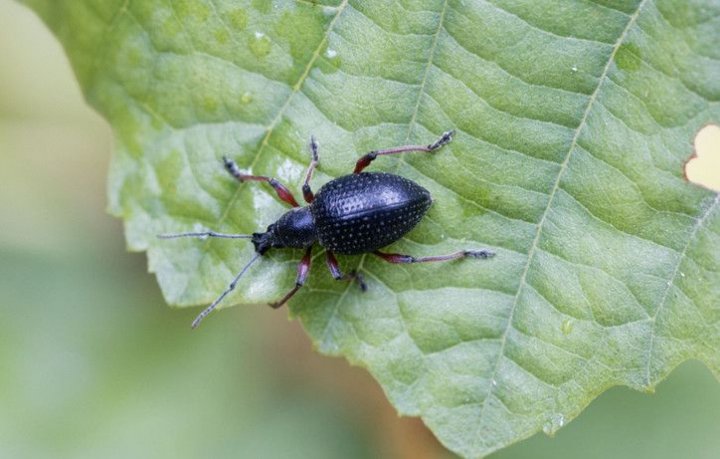 Opuchlak - jak zwalczyć tego szkodnika? | Dzień Dobry TVN | Dzień Dobry TVN