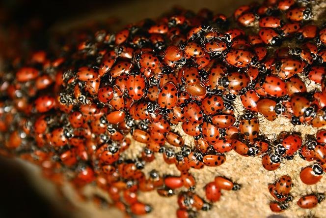 gf-wFoD-wgef-LqPV_biedronka-azjatycka-ha