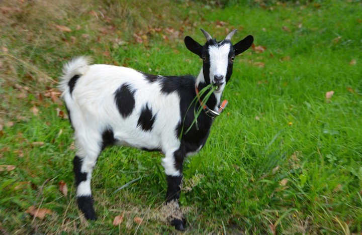 goat-2775034_1920.jpg