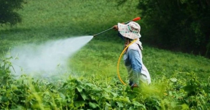 Opryskiwanie roślin wczesną wiosną - Inspiracje i porady