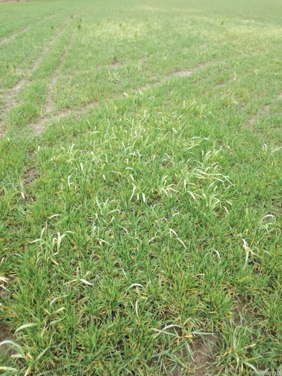 img_20190311051250_IMG_20190311_092818_z