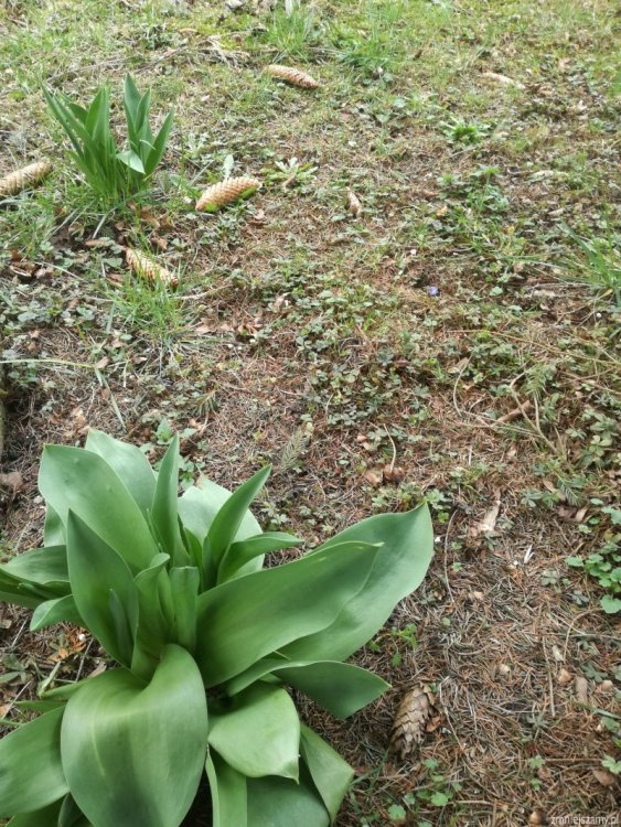 img_20190318060244_IMG_20190318_105225_z