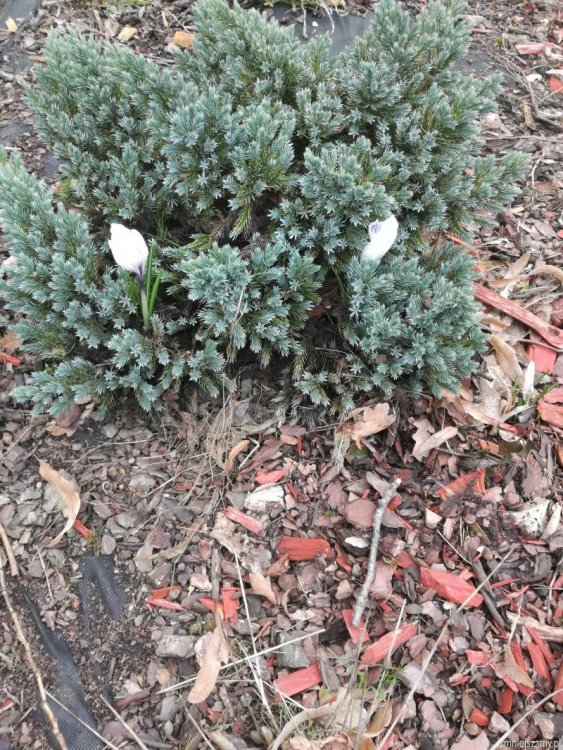 img_20190320090505_IMG_20190320_134918_z