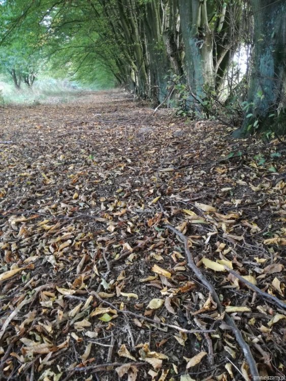 img_20190328073729_IMG_20171001_163552_z