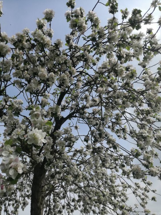 img_20190428063550_IMG_20190428_115242_z