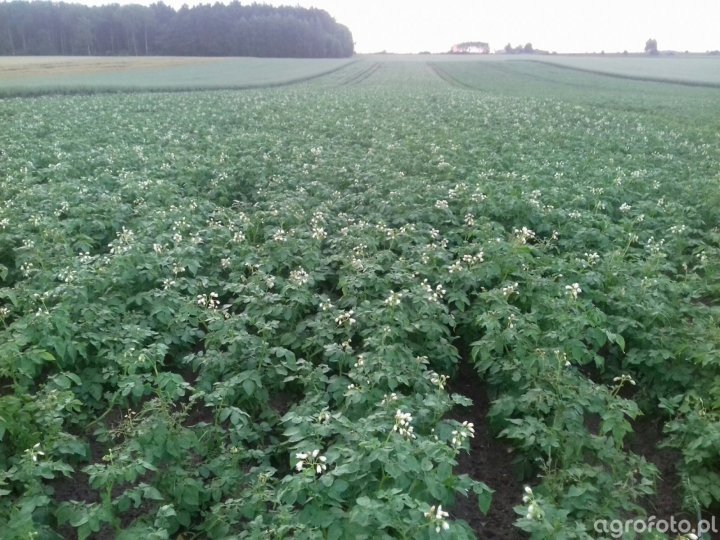 irga_l_142525b40abc7dc50ed32cfc465dee21.