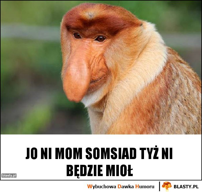 jo-ni-mom-somsiad-tyz-ni-bedzie-miol_201
