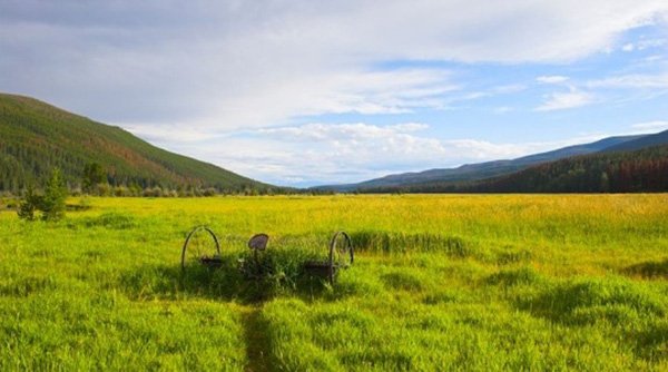 ekspertyzy ornitologiczne w ramach PROW