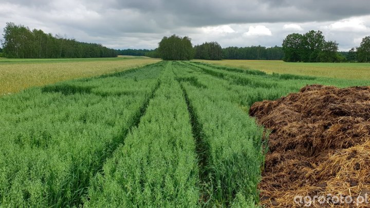 Krezus - zdjęcie, fotka, foto numer: 782475 - Galeria rolnicza agrofoto