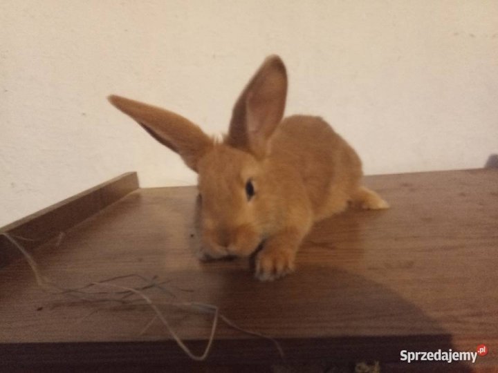 kroliki-3-miesieczne-izyce-552916151.jpg
