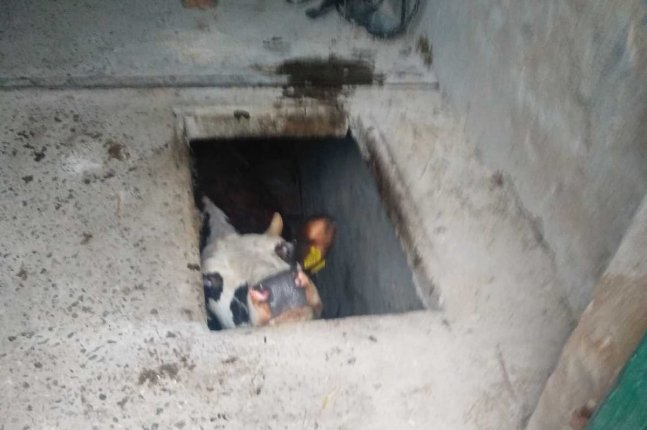 Krowa w piwnicy. Jak się tam znalazła? | Radio Kielce