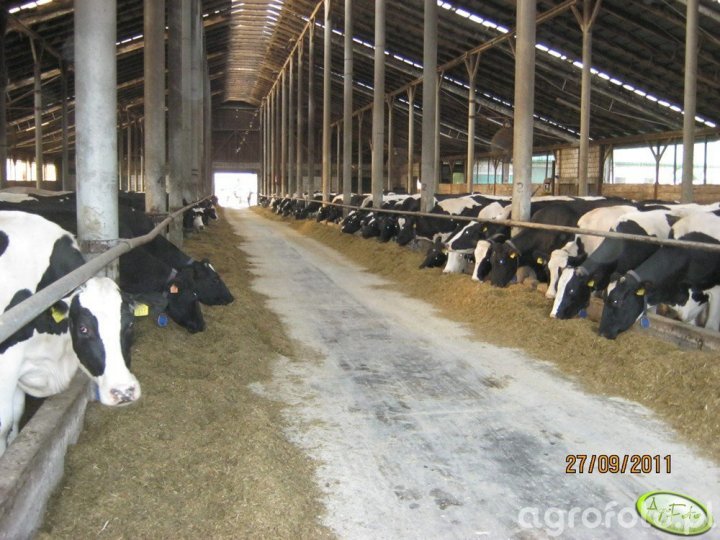 krowy_29195_78_59903.jpg.3ea034662d079c0