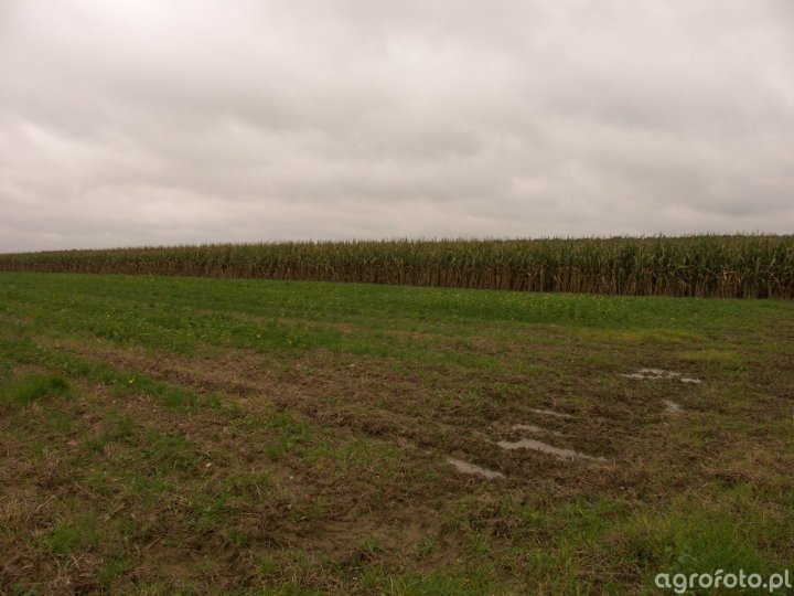 kukurydza-kentos-kws-nowosc_l_7837b51492