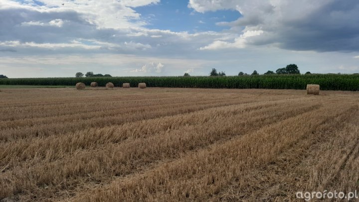 kukurydza-pioneer-p8834_l_6c985cd9d27c03