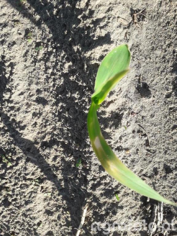 kukurydza_ambrosini_l_6381b5e713482c1409