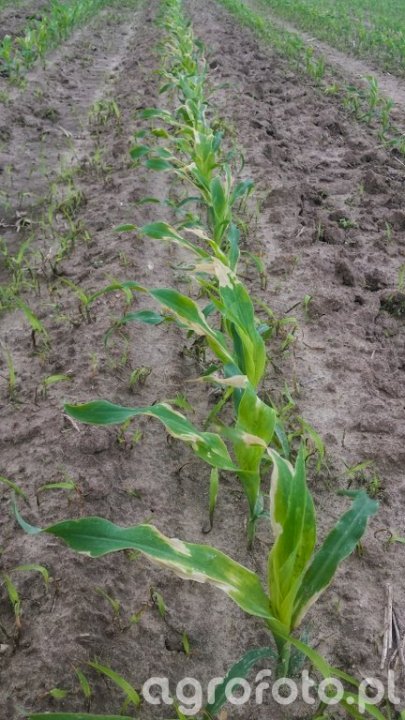 https://img.agrofoto.pl/monthly_2019_05/kukurydza_l_cec54036a8cfcaf1205eb0fcfe5b165d.jpg