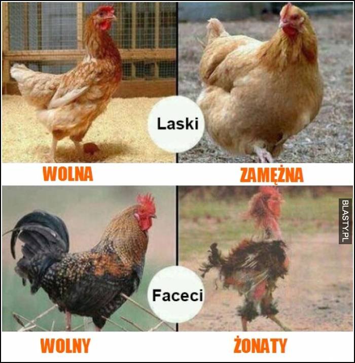 Znalezione obrazy dla zapytania: mem z kogutem jako kawalerem