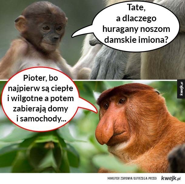 Znalezione obrazy dla zapytania: huragany i damskie imiona