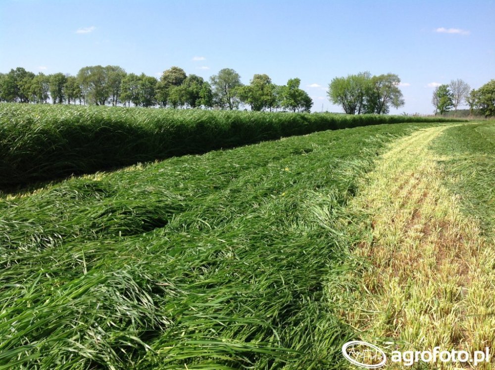 mieszanka-barenbrug-bg-1-milkway-sprint_