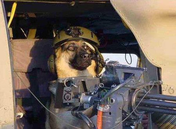 military-humor-funny-Beware-of-the-Dog-gun.jpg