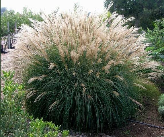 miskant-chinski-silberspinne-miscanthus-
