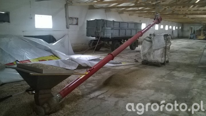 Doczyszczanie łubinu 2 sort