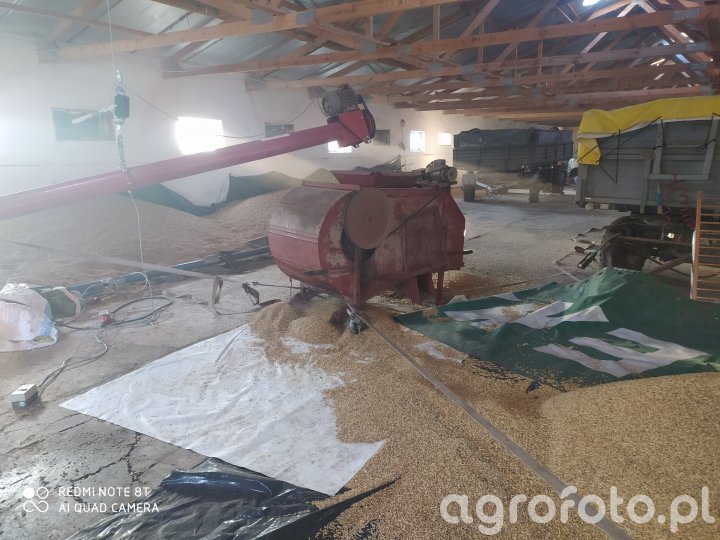 Wialnia podczas czyszczenia owsa