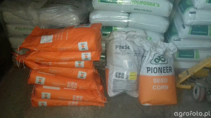 nasiona-kukurydzy_l_dec1c5b94a547769ae4f