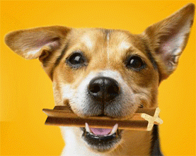 Znalezione obrazy dla zapytania pedigree dentastix