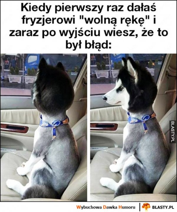 Pies po fryzjerze, kiedy pierwszy raz dałeś fryzjerowi wolną rękę i zaraz po wyjściu wiesz, że to był błąd