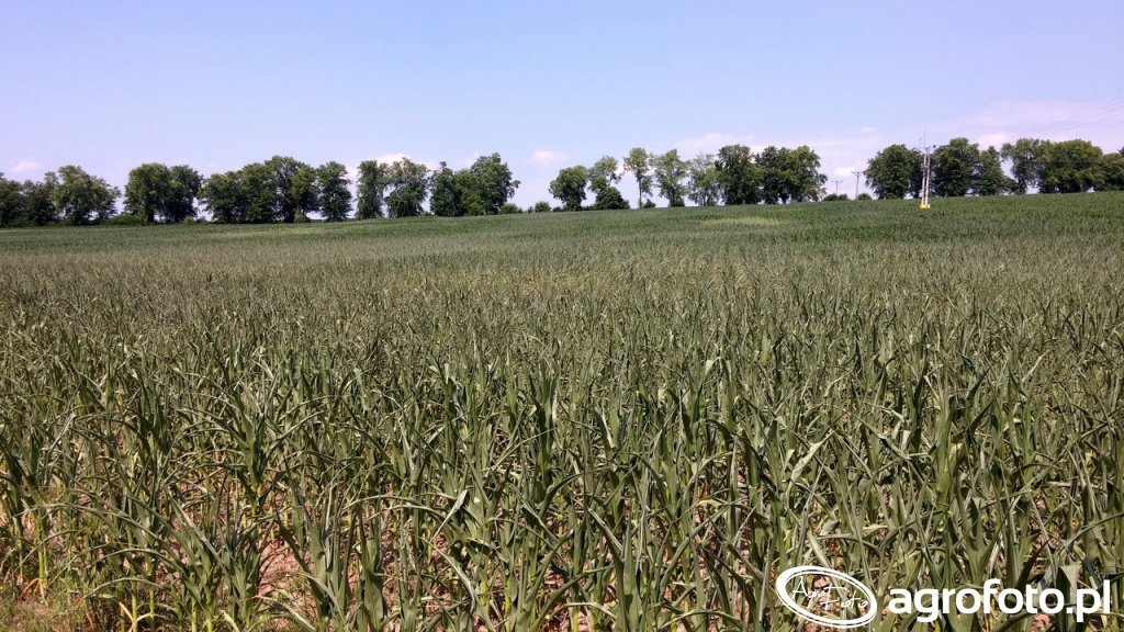 pioneer-n86-na-ziarno_32212_359_228178.j