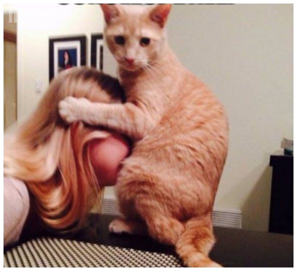 po_co_feministkom_koty_2016-09-05_10-25-