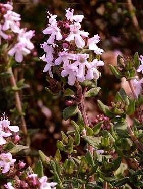 pol_pl_Tymianek-wlasciwy-Macierzanka-0-3