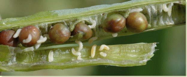 Znalezione obrazy dla zapytania szkodnik w Åuszczynach rzepaku