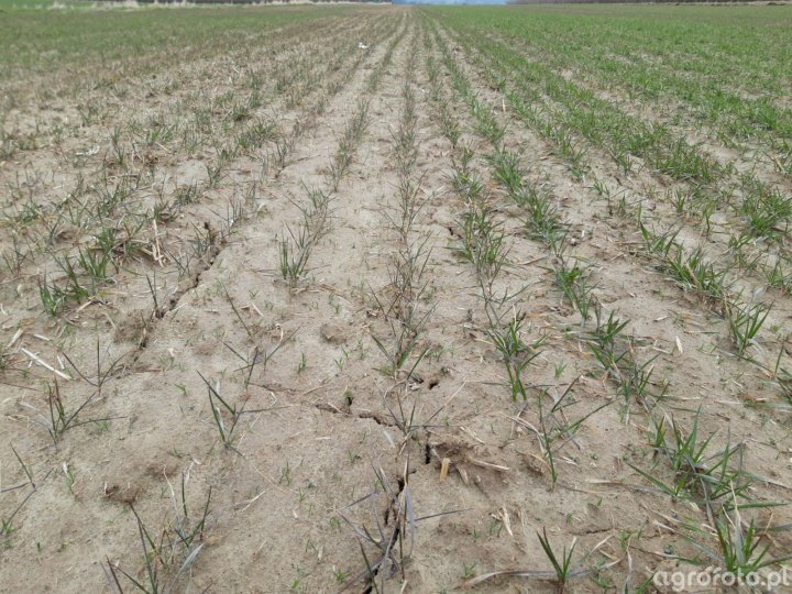 Pszenica ozima - zdjęcie, fotka, foto numer: 749811 - Galeria rolnicza  agrofoto