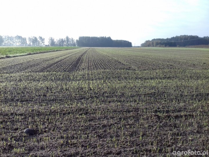 pszenzyto-borowik_l_cec4aaae7f13b37e2751