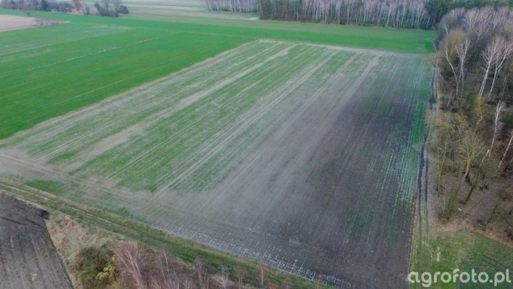 Pszenżyto ozime - zdjęcie, fotka, foto numer: 773888 - Galeria rolnicza  agrofoto