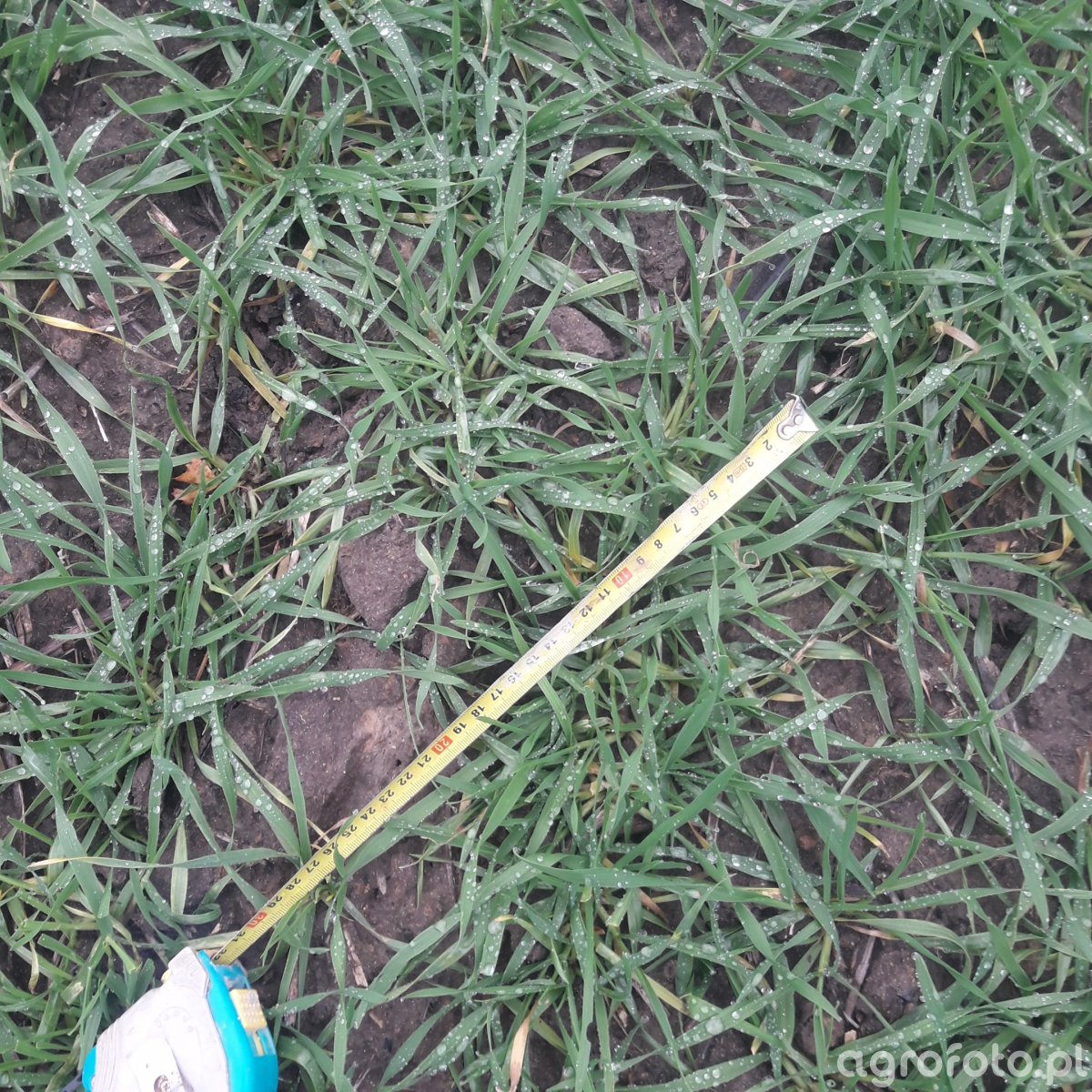 pszenzyto_gringo_l_5b4eee9701116a6854c26