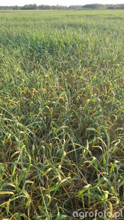 pszenzyto_twingo_l_5eb4512a4727eef79e444