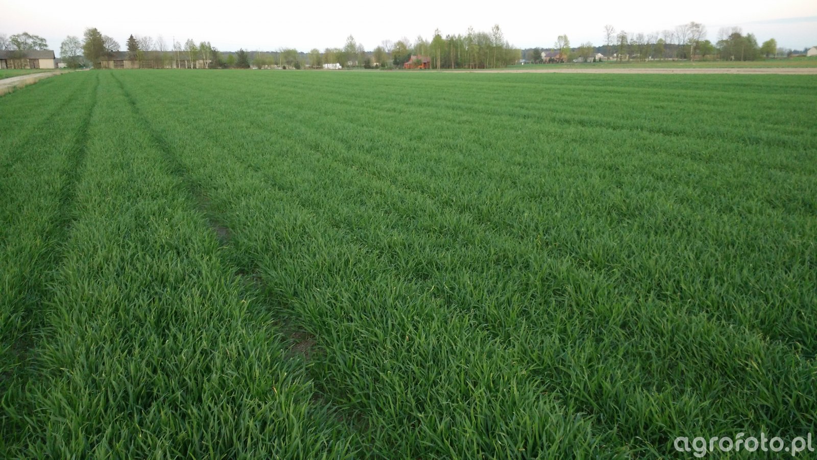 pszenzyto_twingo_l_8b6ca5a7cd95926b6a09f